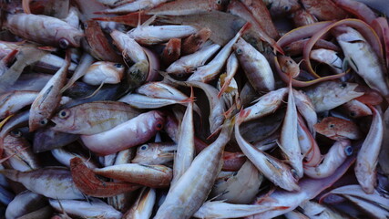 freshly caught raw fish detail