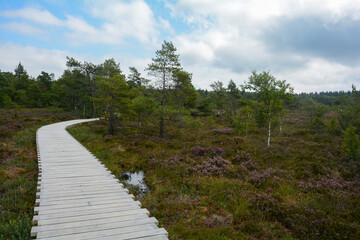 Fototapeta premium A wooden path in the black moor with Heather moor with Heather and moor eye