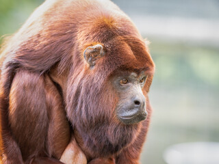 Red Howler Monkey Sitting Down