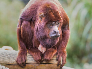 Red Howler Monkey Sitting Down