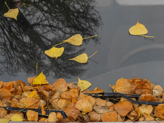 Yellow leaves on the glass of a car