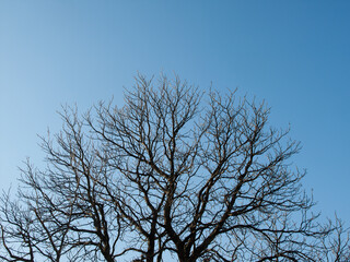 Branches of a tree against the sky
