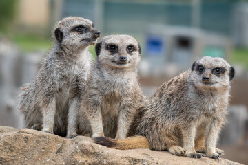 Three Meerkats Sitting Together Looking Around