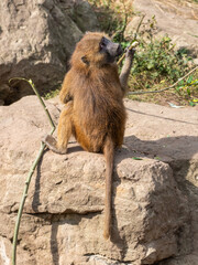 Young Baboon Playing with a Stick