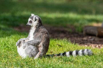 Naklejka na ściany i meble Ring Tailed Lemur Sitting on Grass