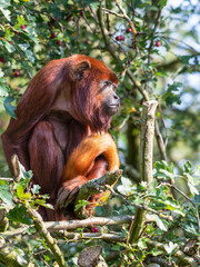 Red Howler Monkey Sitting Down