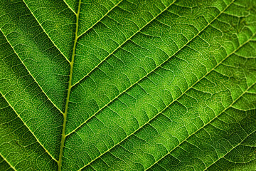 Extreme close up texture of green leaf veins.