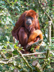 Red Howler Monkey Sitting Down