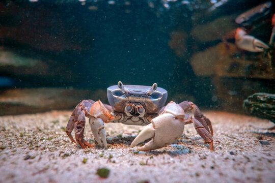 Niebieskie kraby widoczne pod wodą w zbliżeniu.