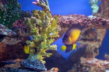 Fototapeta na wymiar Bogactwo podwodnej fauny i flory. Podwodne życie w rafie koralowej ryb i korali.