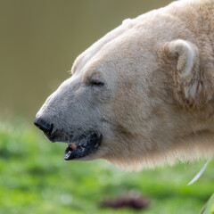 Close up Young Polar Bear