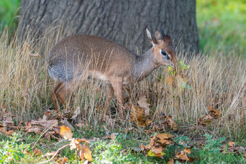 Small Kirk's Dik Dik Standing in a Field