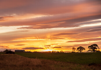 Fototapeta premium Landscape photography of stunning sunset, field, trees, sky, clouds, Scotland