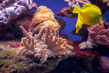 Bogactwo podwodnej fauny i flory. Podwodne życie w rafie koralowej ryb i korali. - obrazy, fototapety, plakaty