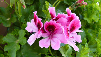 Pelargonium