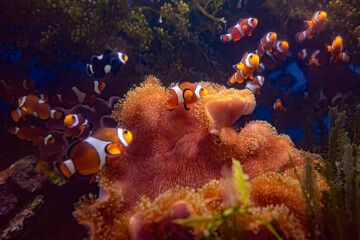 Fototapeta na wymiar Życie rafy koralowej. Podwodne zdjęcia ryb, korali i krabów.