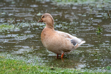 A brown duck standing in a puddle in the rain.