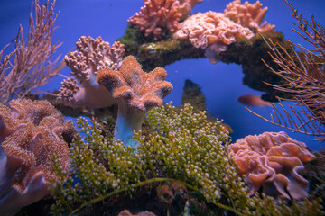 Naklejka na ściany i meble Życie rafy koralowej. Podwodne zdjęcia ryb, korali i krabów.
