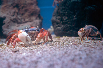 Życie rafy koralowej. Podwodne zdjęcia ryb, korali i krabów.