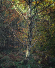 Golden autumnal fall tree and leaf colours at Birches Valley, Cannock Chase in Staffordshire.