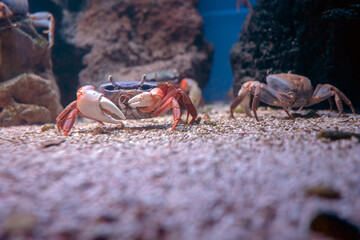 Życie rafy koralowej. Podwodne zdjęcia ryb, korali i krabów. © Roman Trojanowski