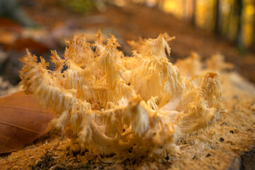 Zdjęcia grzybów drzewnych o fantazyjnych kształtach. Pejzaże Puszczy Barlineckiej w Polsce.  © Roman Trojanowski