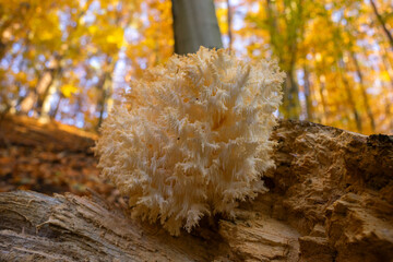 Zdjęcia grzybów drzewnych o fantazyjnych kształtach. Pejzaże Puszczy Barlineckiej w Polsce.  © Roman Trojanowski