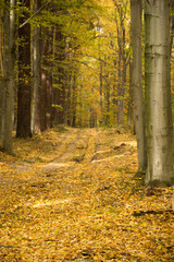 leśna droga, las liściasty w kolorach jesieni