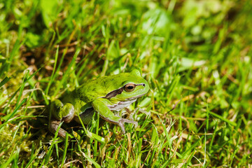 European green tree frog (Hyla arborea formerly Rana arborea)