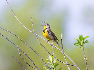 Close up of a Western Meadowlark on a branch enthusiastically singing its song, with a soft, green,...