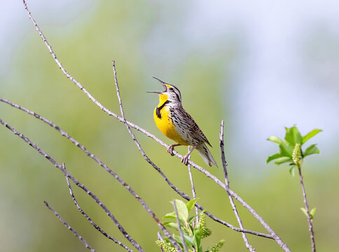 Close up of a Western Meadowlark on a branch enthusiastically singing its song, with a soft, green, forest background.