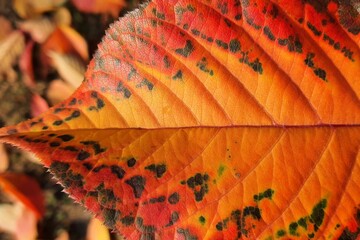 Beautiful yellow, red autumn fallen leaves of sakura, Japanese cherry in fall, background. Autumn leaf texture. Calendar, seasons postcard, October, November