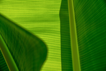 Background of exotic leaves. Texture of green leaves of a banana palm. Close-up.