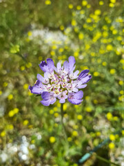 Scabiosa triandra - Pincushion flower
