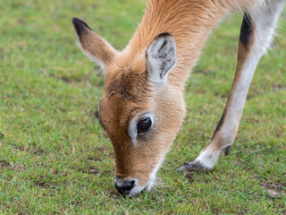 Female Kafue Flats Lechwe