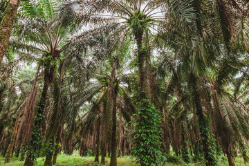 Cultivo de palmas en costa rica