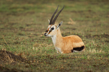 Naklejka na ściany i meble Thomson Gazelle - Eudorcas thomsonii called Tommie lying in grass facing, Masai Mara National Reserve Kenya, pretty gazelle face with big eyes, spiral horns and dark side stripe
