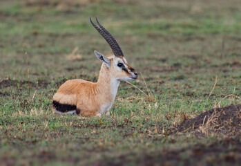 Thomson Gazelle - Eudorcas thomsonii called Tommie lying in grass facing, Masai Mara National Reserve Kenya, pretty gazelle face with big eyes, spiral horns and dark side stripe