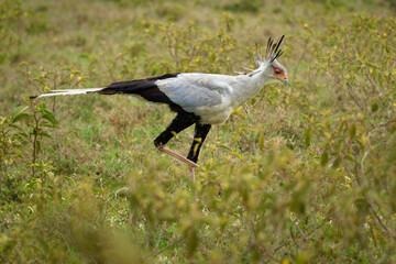 Secretarybird or Secretary Bird - Sagittarius serpentarius large, mostly terrestrial bird of prey,...