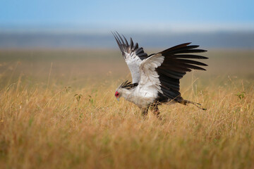Secretarybird or Secretary Bird - Sagittarius serpentarius large, mostly terrestrial bird of prey, endemic to Africa, grasslands and savanna of the sub-Saharan region, very long legs, eagle-like body