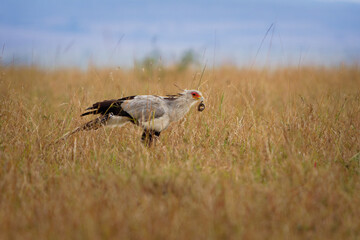 Secretarybird or Secretary Bird - Sagittarius serpentarius large, mostly terrestrial bird of prey,...