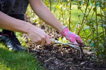 A woman weeds her hands in the gloves of a plant in the garden
