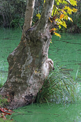 Obraz premium un grande ceppo di platano si sporge sull'acqua