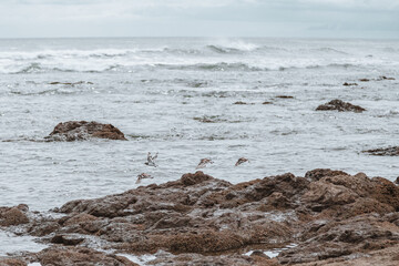Pajaros Volando en el mar