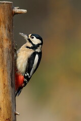 Great spotted woodpecker perched on a post.