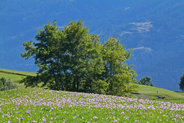 Fototapeta na wymiar fioritura autunnale di colchico in Val di Fiemme (Trentino)