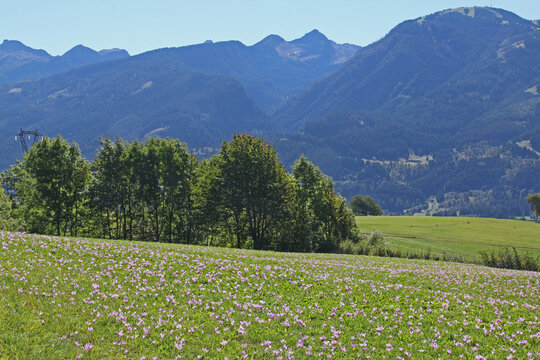 fioritura autunnale di colchico sui prati della  Val di Fiemme e catena del Lagorai (Trentino)