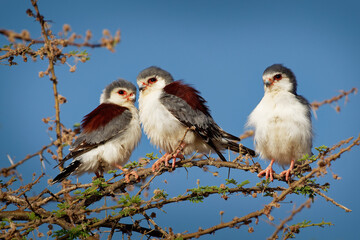 Pygmy Falcon - Polihierax semitorquatus or African falcon bird native to Africa, smallest raptor on...