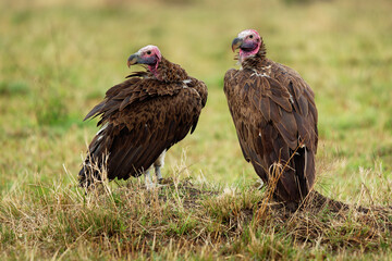Lappet-faced Vulture or Nubian vulture - Torgos tracheliotos, Old World vulture belonging to the bird order Accipitriformes, pair two scavengers feeding on the carcass in Masai Mara Kenya