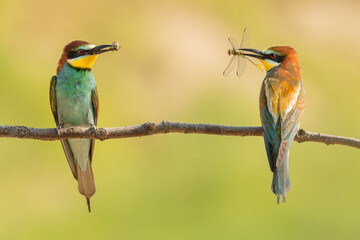 Bee-eaters